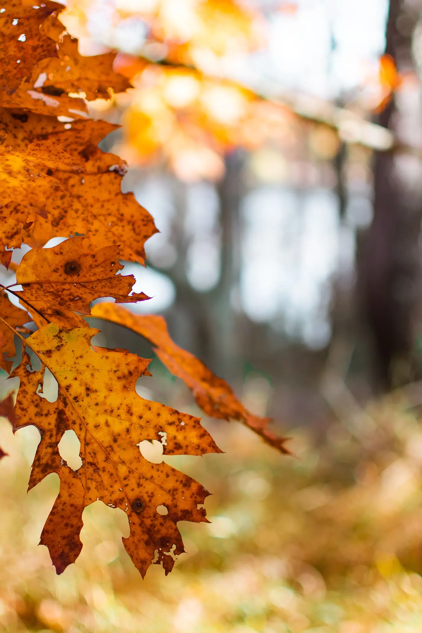 Feuilles d’automne dorées